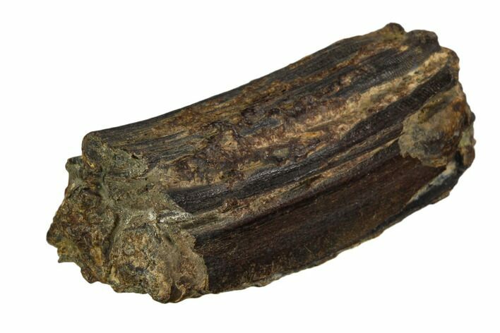 Pleistocene Aged Fossil Horse Tooth - Florida #123250